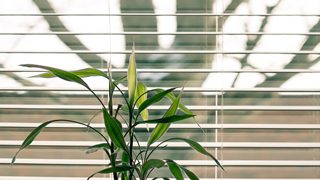 green leaf plant against white venetian window blinds 845248